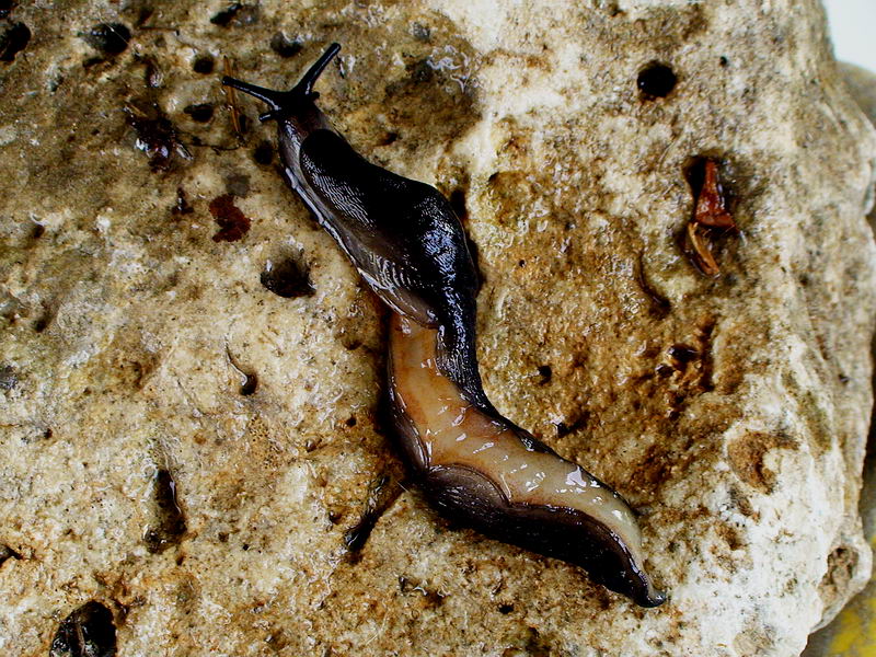 Limax nero delle Apuane (Limax sp 3 della checklist)